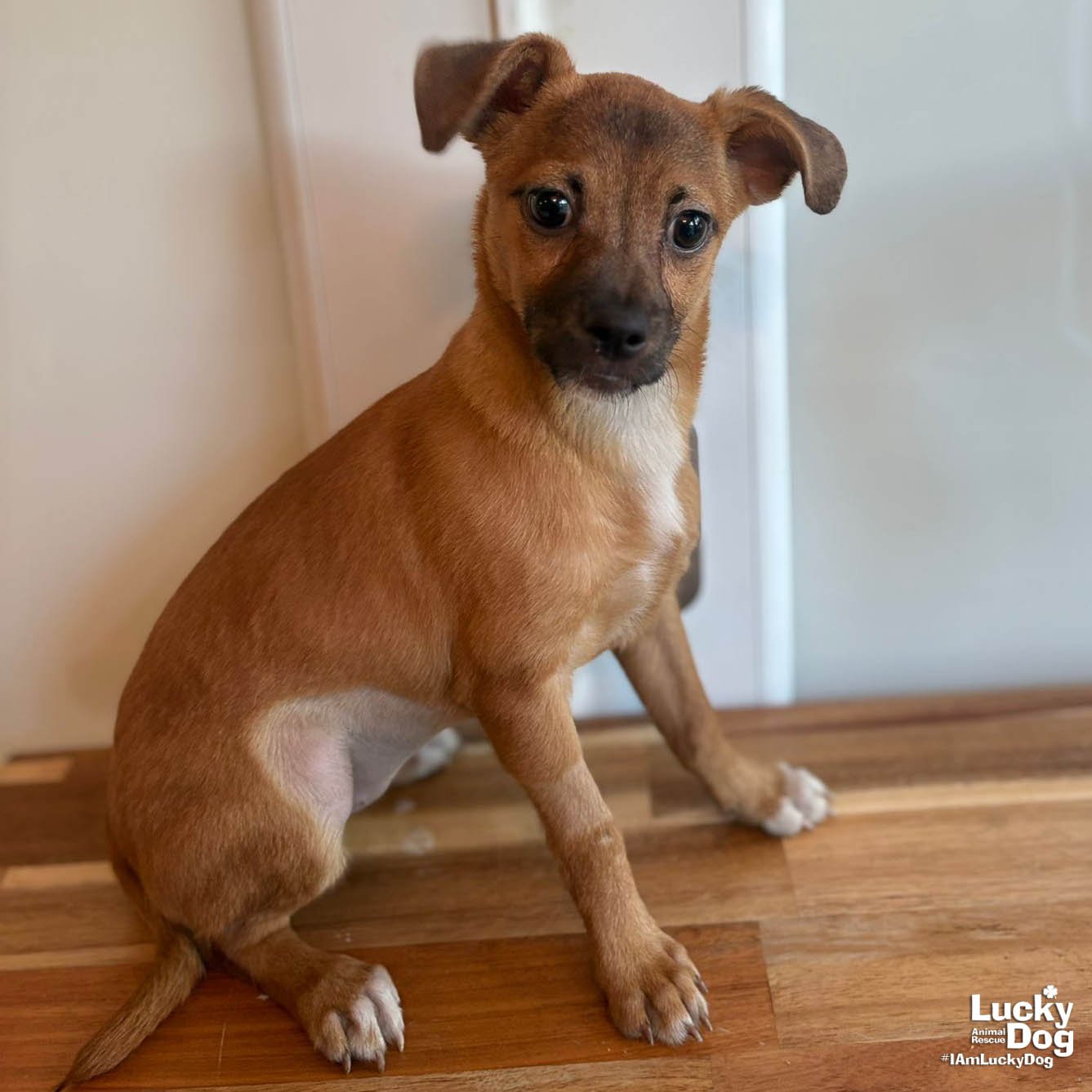 PATTY - Chihuahua available for adoption