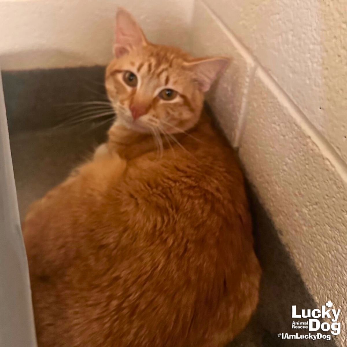 FANTASTIC - Domestic Short Hair / Tabby available for adoption