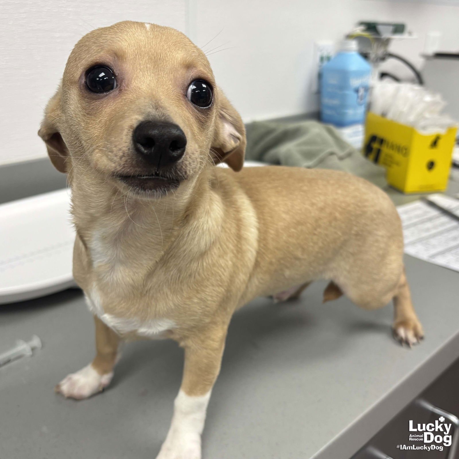 PETE - Chihuahua available for adoption