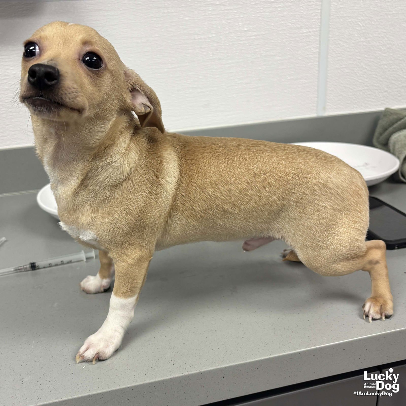 PETE - Chihuahua available for adoption