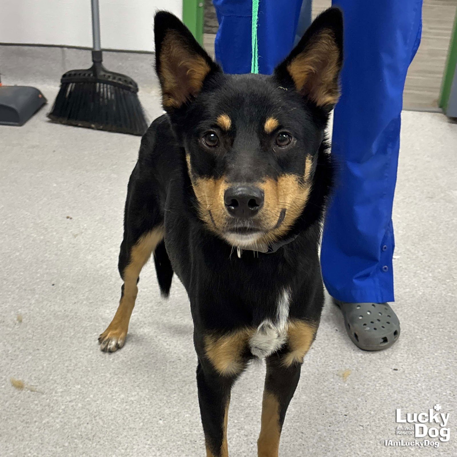 WYLIE - Shepherd available for adoption