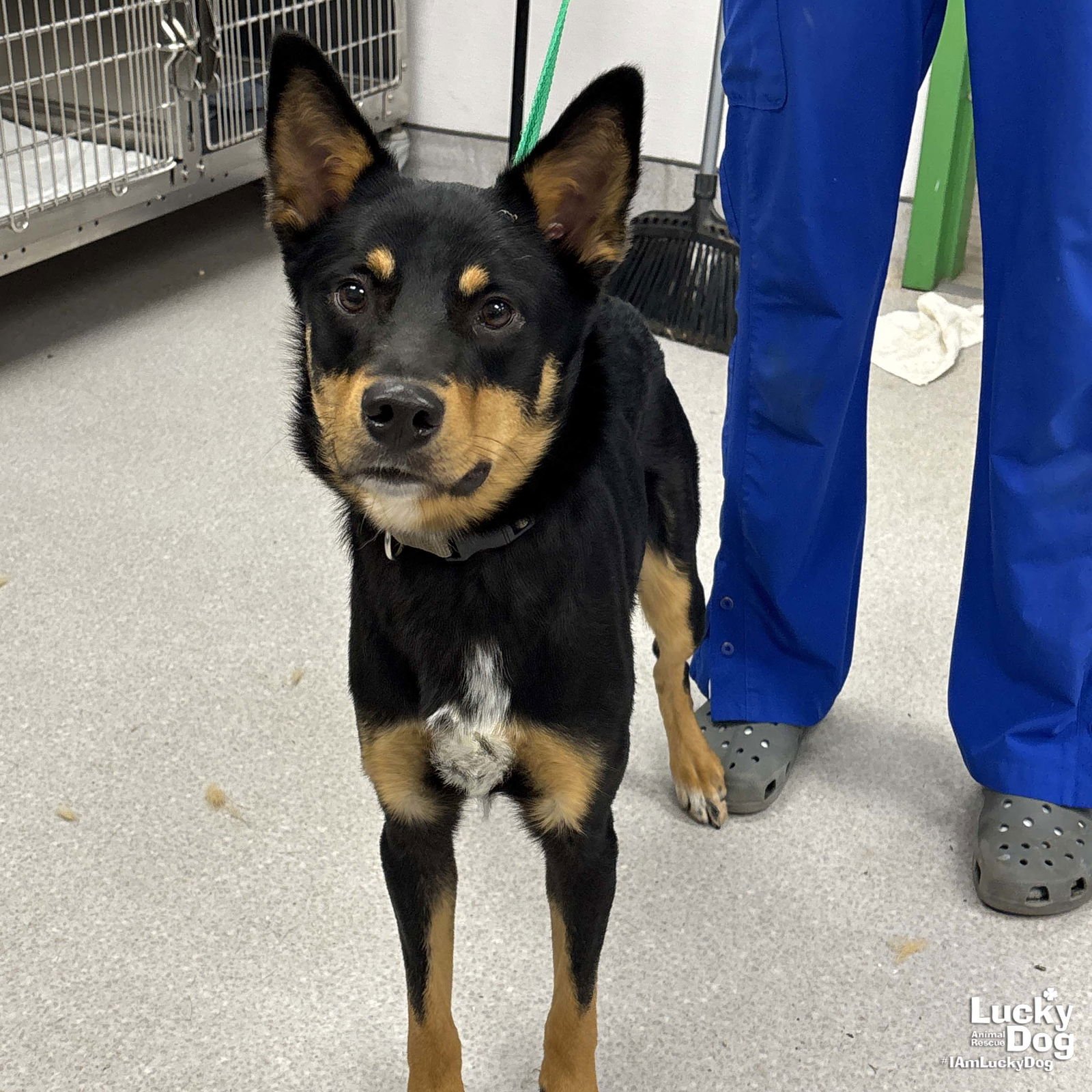 WYLIE - Shepherd available for adoption