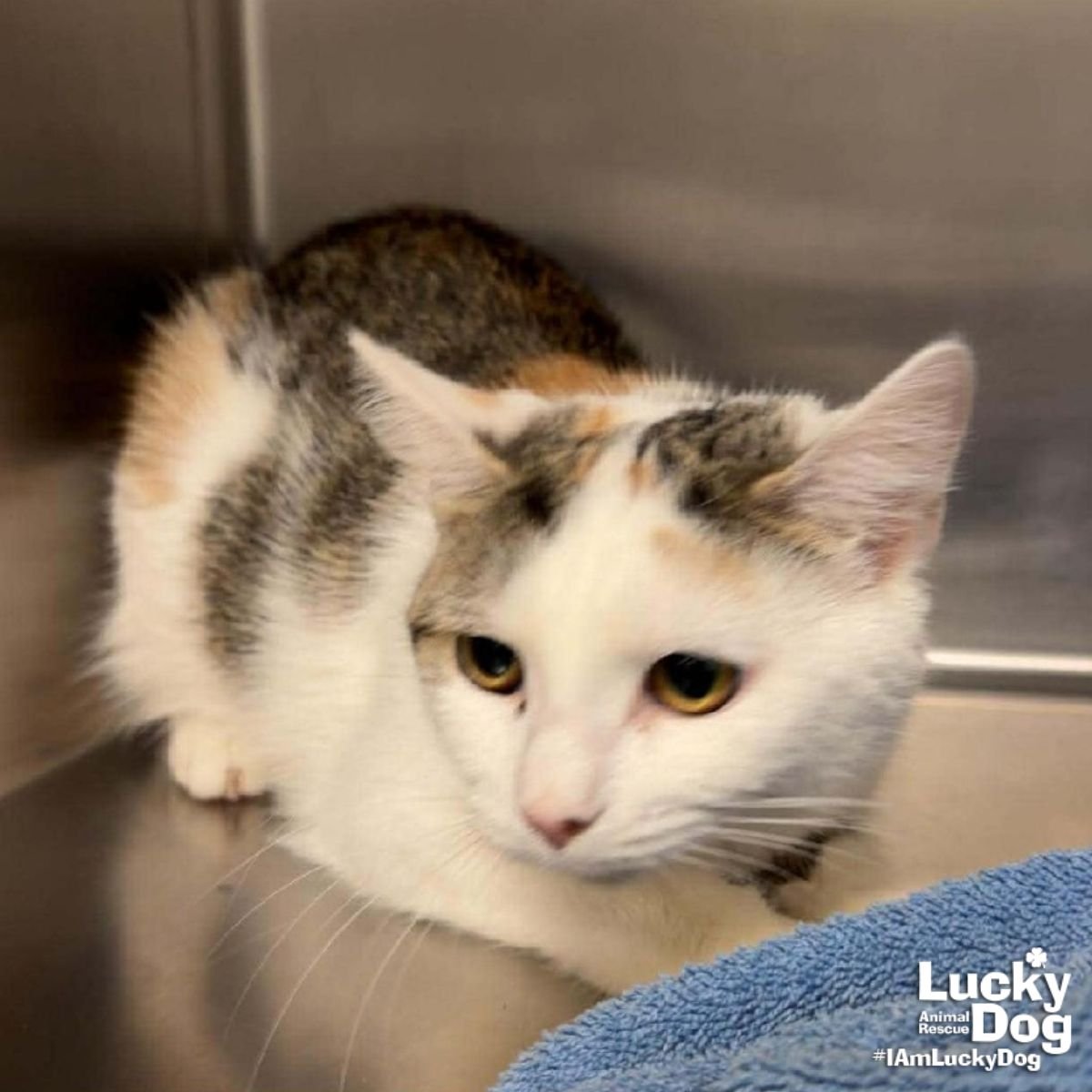 LIMERICK - Domestic Short Hair / Calico available for adoption