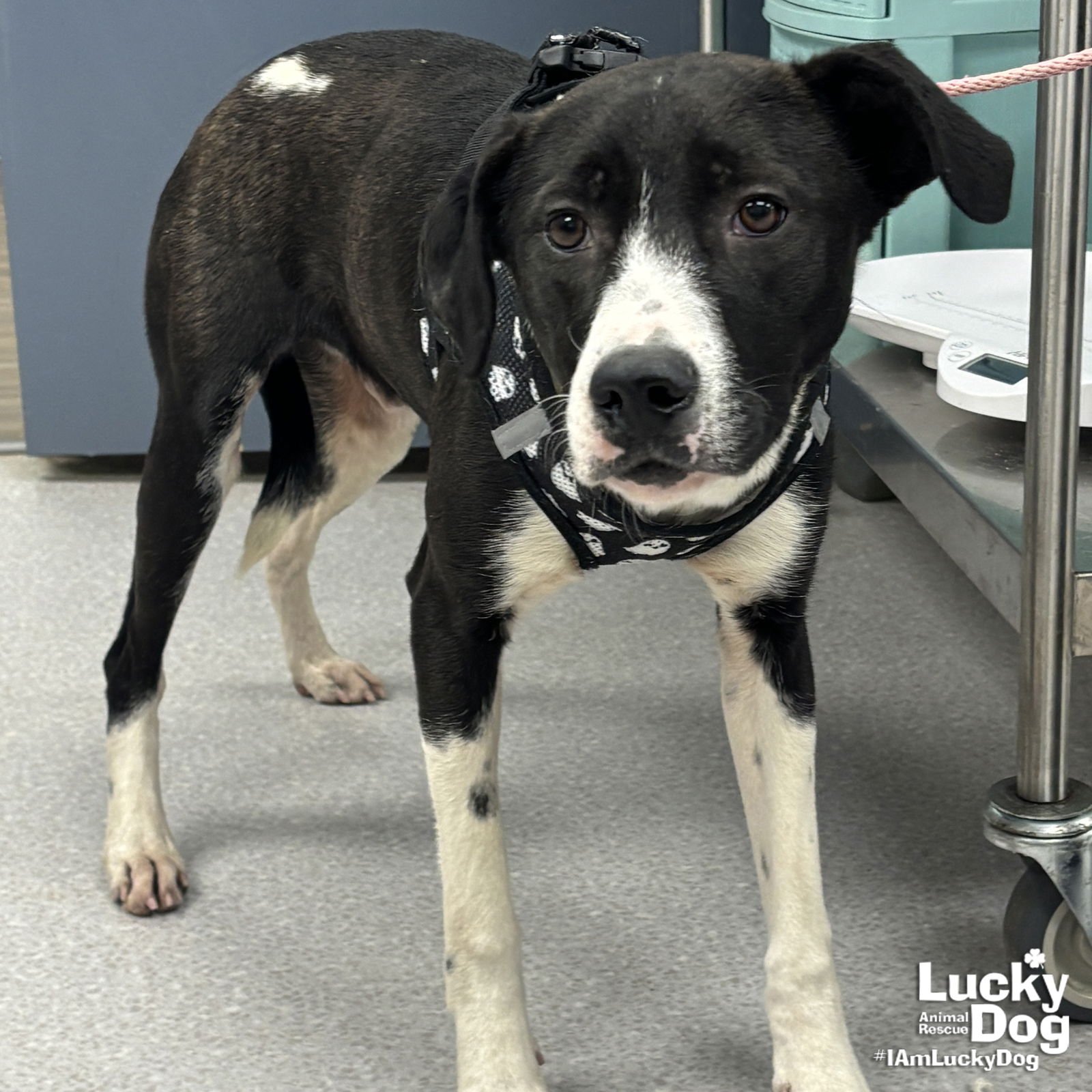 BALT - Border Collie / Labrador Retriever available for adoption