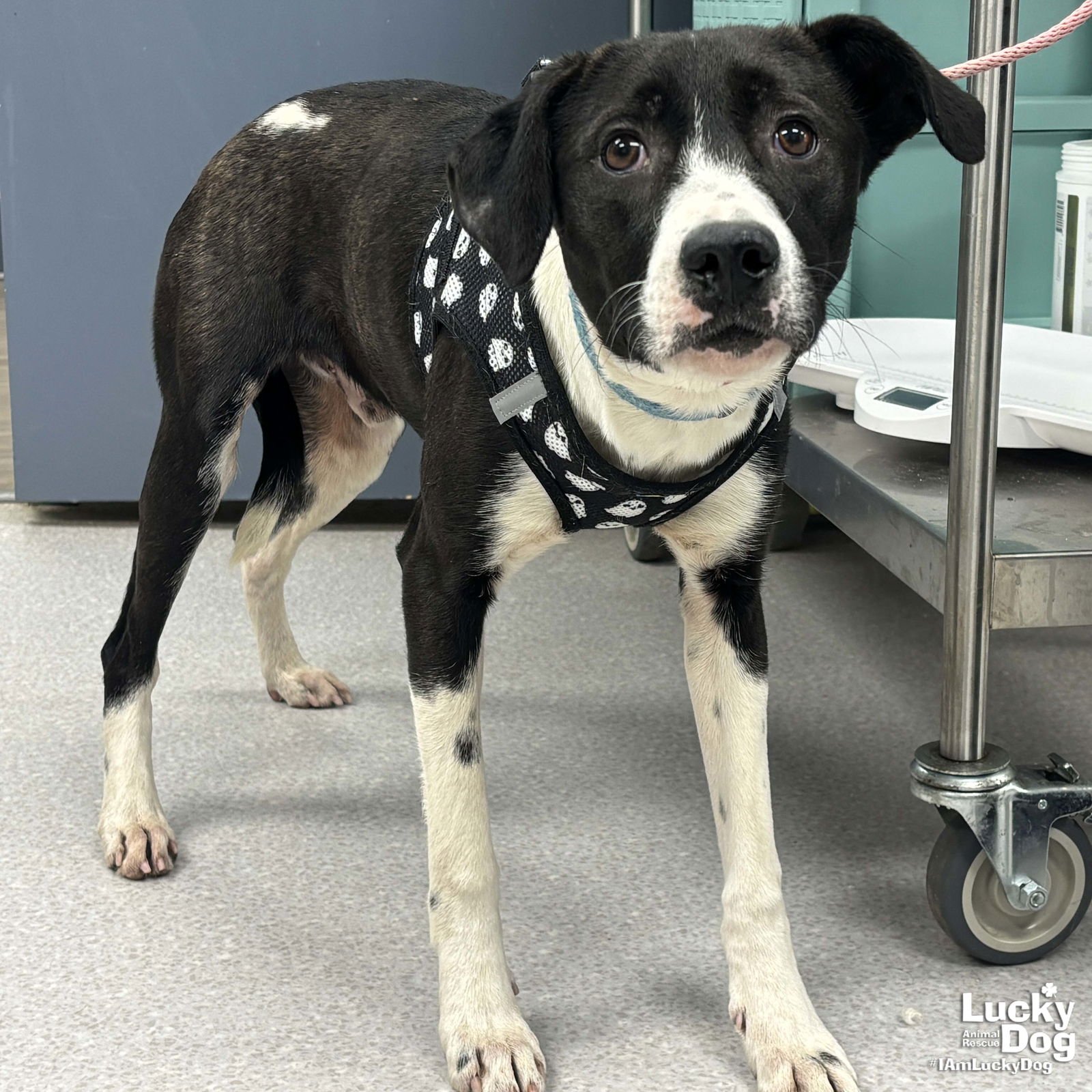 BALT - Border Collie / Labrador Retriever available for adoption