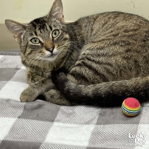 TWIX - Domestic Short Hair available for adoption