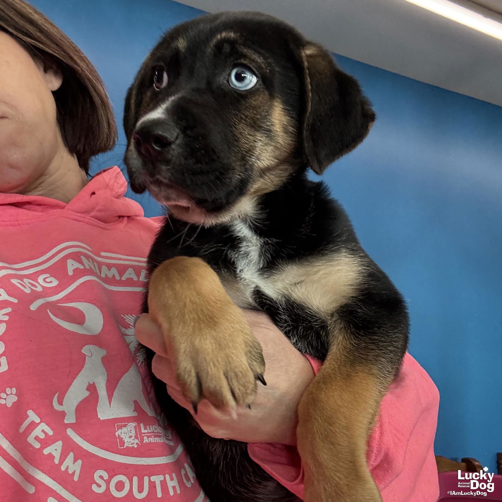 REGGIE - Shepherd available for adoption