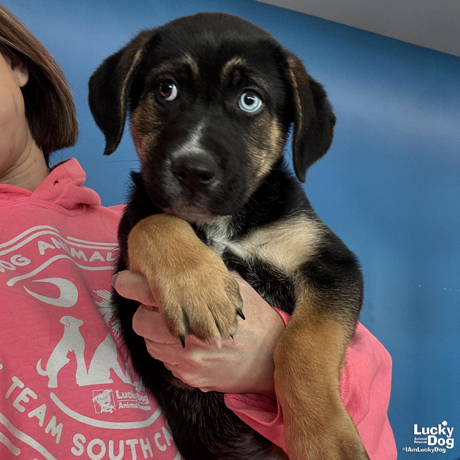 REGGIE - Shepherd available for adoption