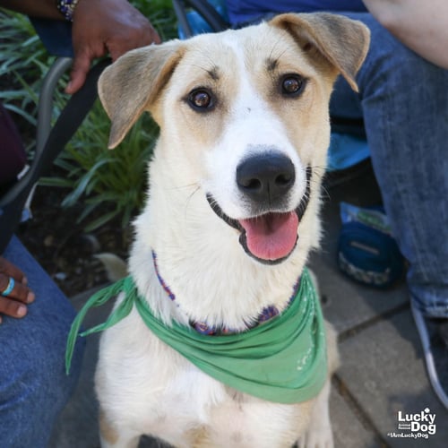 LEMON - Labrador Retriever / Retriever available for adoption