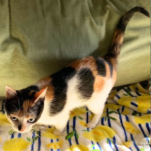 JACQUELINE - Domestic Short Hair available for adoption