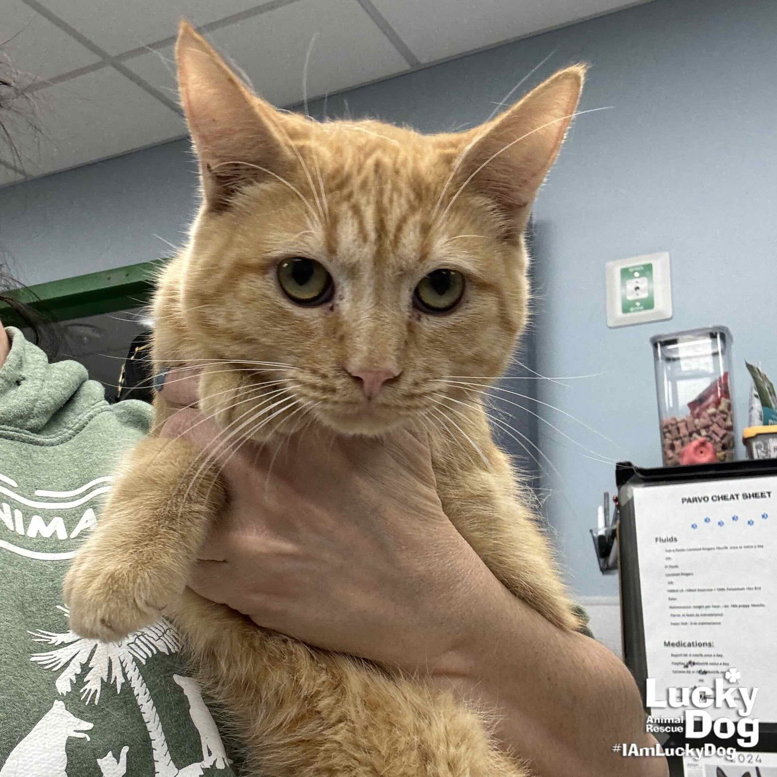 CHEVY - Domestic Short Hair available for adoption