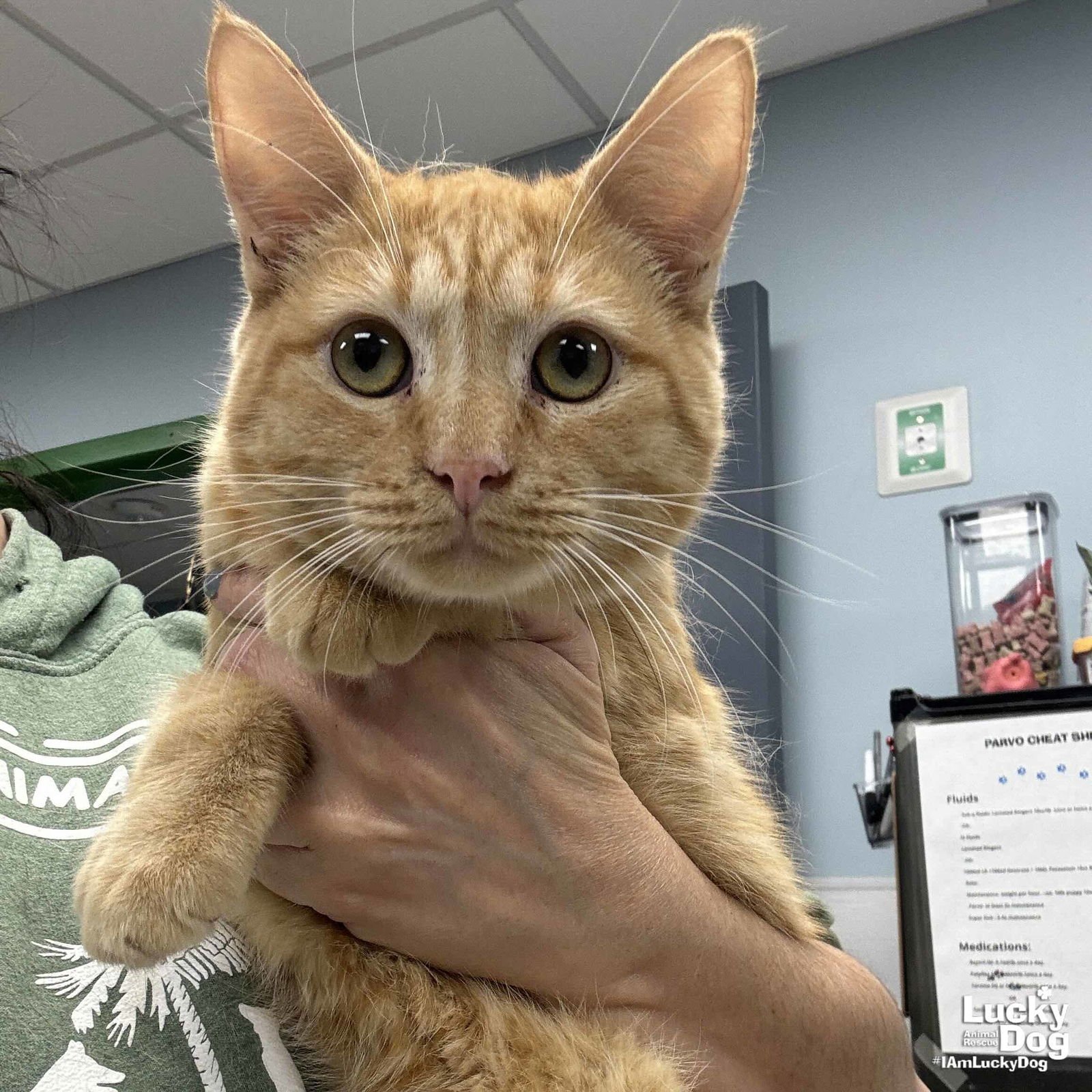 CHEVY - Domestic Short Hair available for adoption