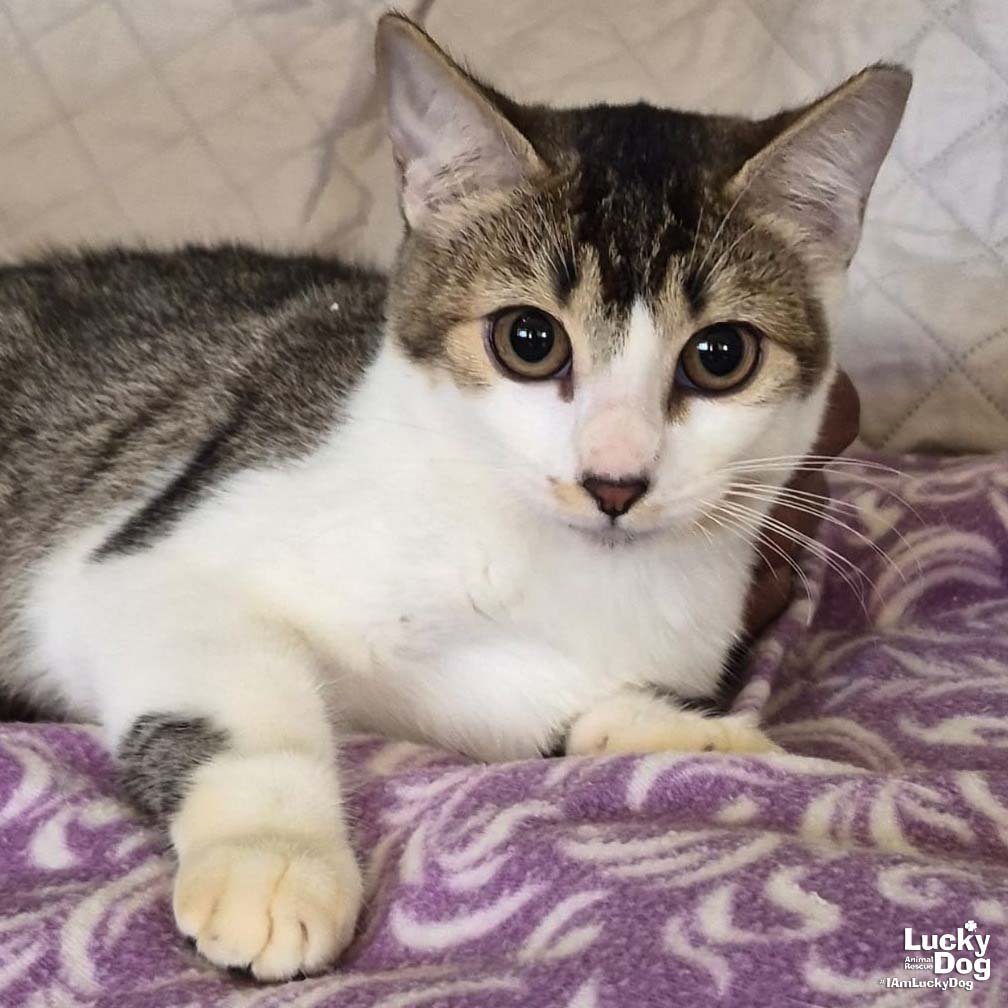 BELA - Domestic Short Hair / Tabby available for adoption