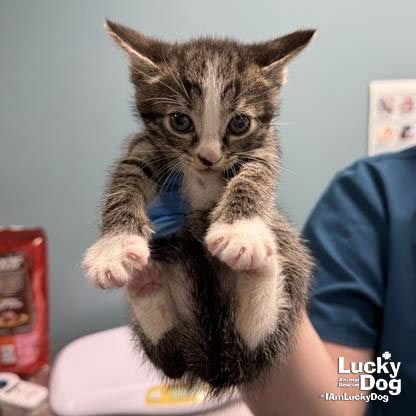 BABY BUDDY - Domestic Short Hair available for adoption
