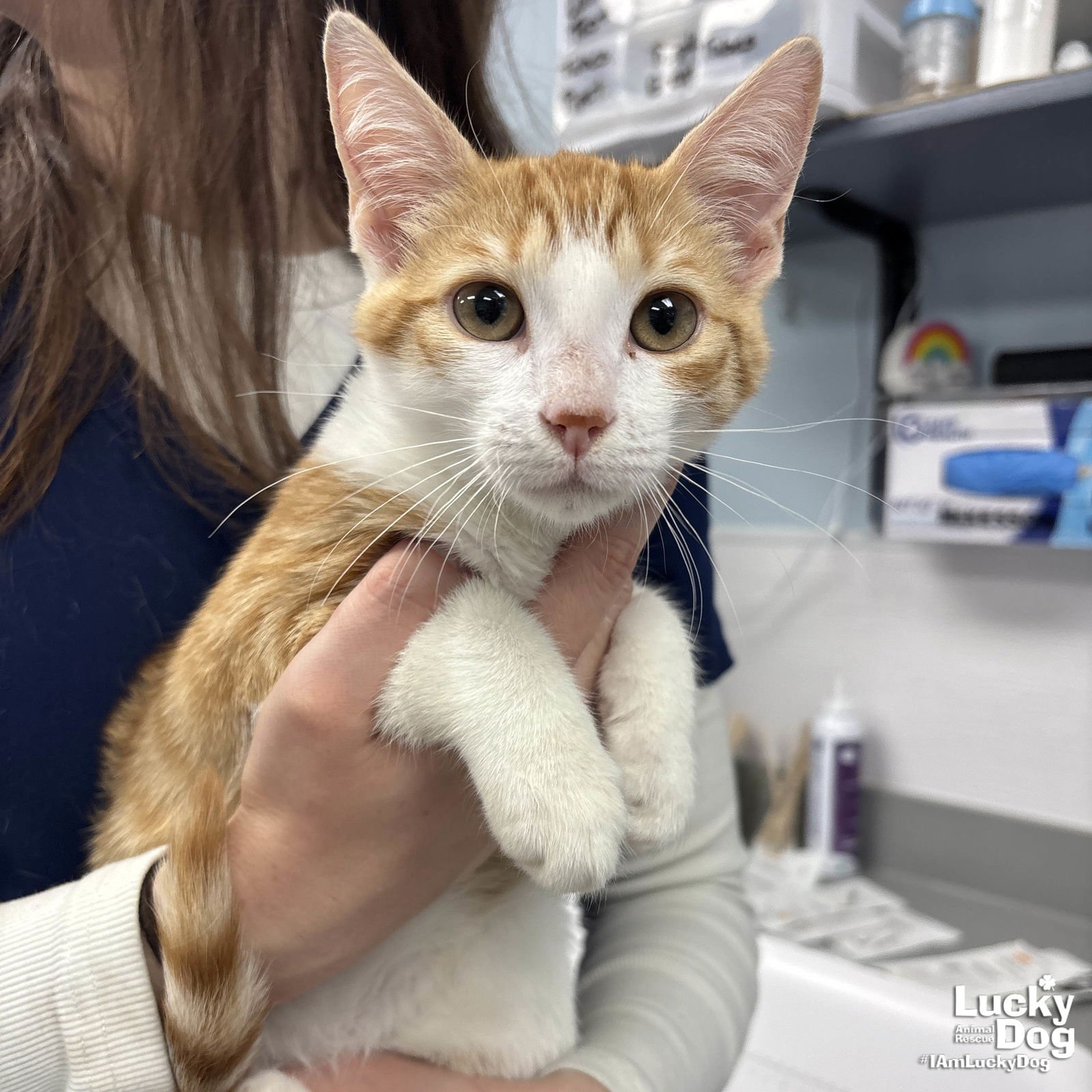 FRANK - Domestic Short Hair available for adoption