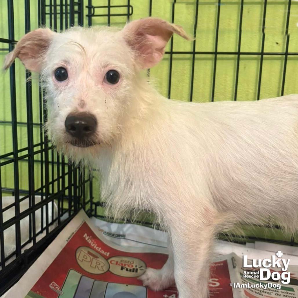 NERO - Chihuahua available for adoption