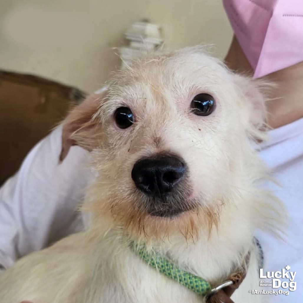 NERO - Chihuahua available for adoption