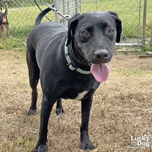 CORALINE - Labrador Retriever available for adoption