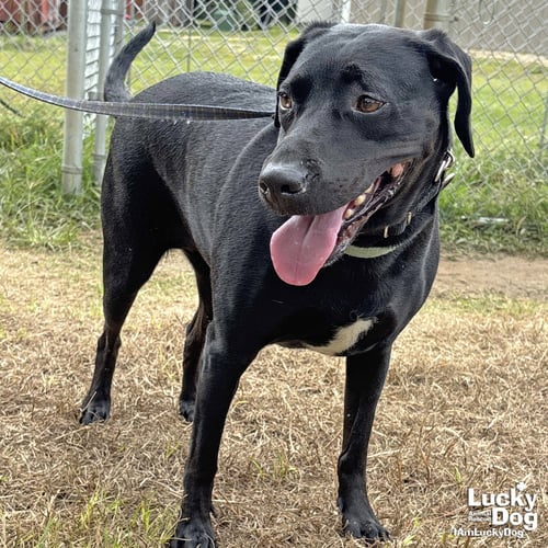 CORALINE - Labrador Retriever available for adoption