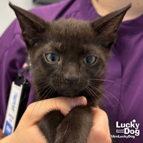 GUNTER - Domestic Short Hair available for adoption