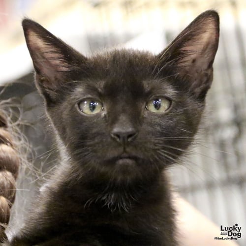 GUNTER - Domestic Short Hair available for adoption