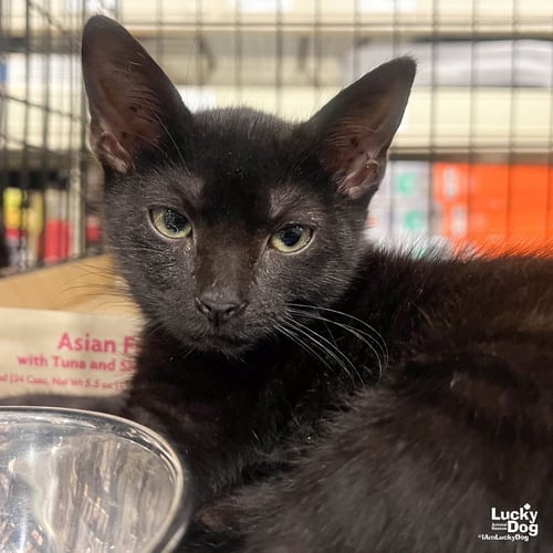 GUNTER - Domestic Short Hair available for adoption