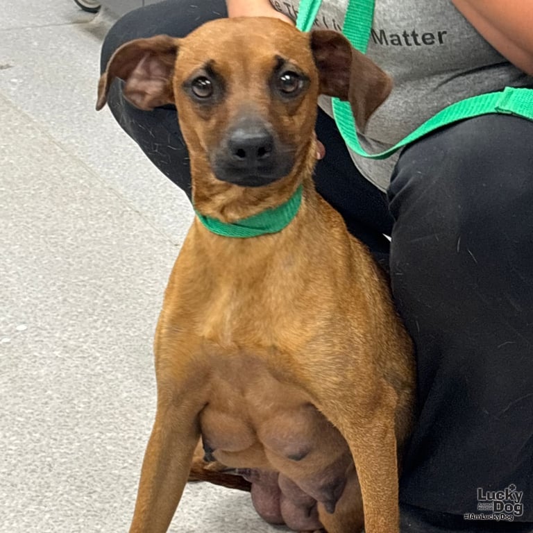 Francesca Image