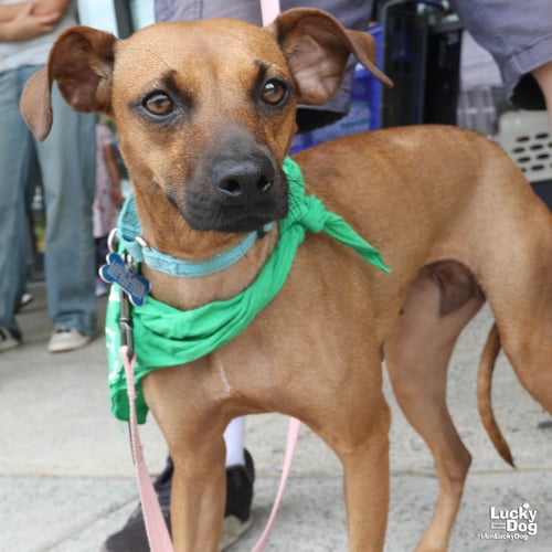 FRANCESCA - Miniature Pinscher available for adoption