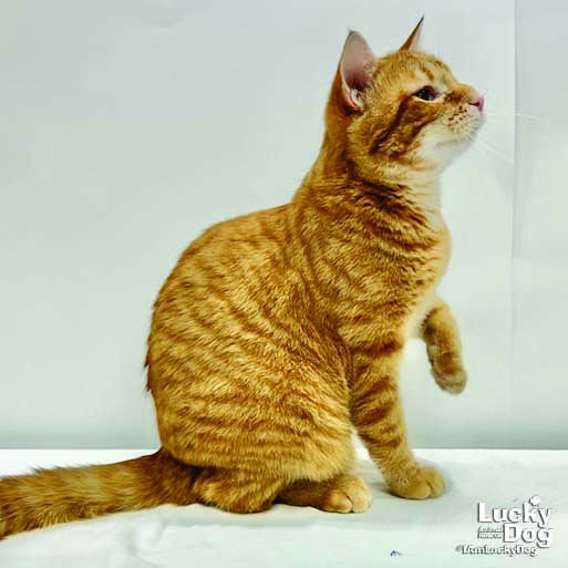 ORION - Domestic Short Hair available for adoption