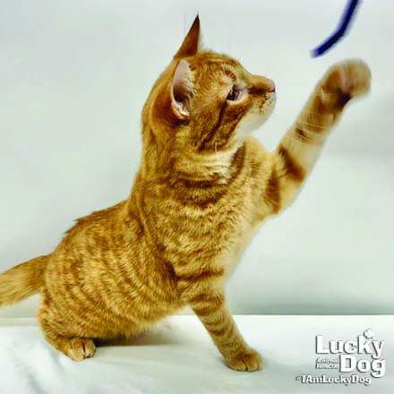 ORION - Domestic Short Hair available for adoption