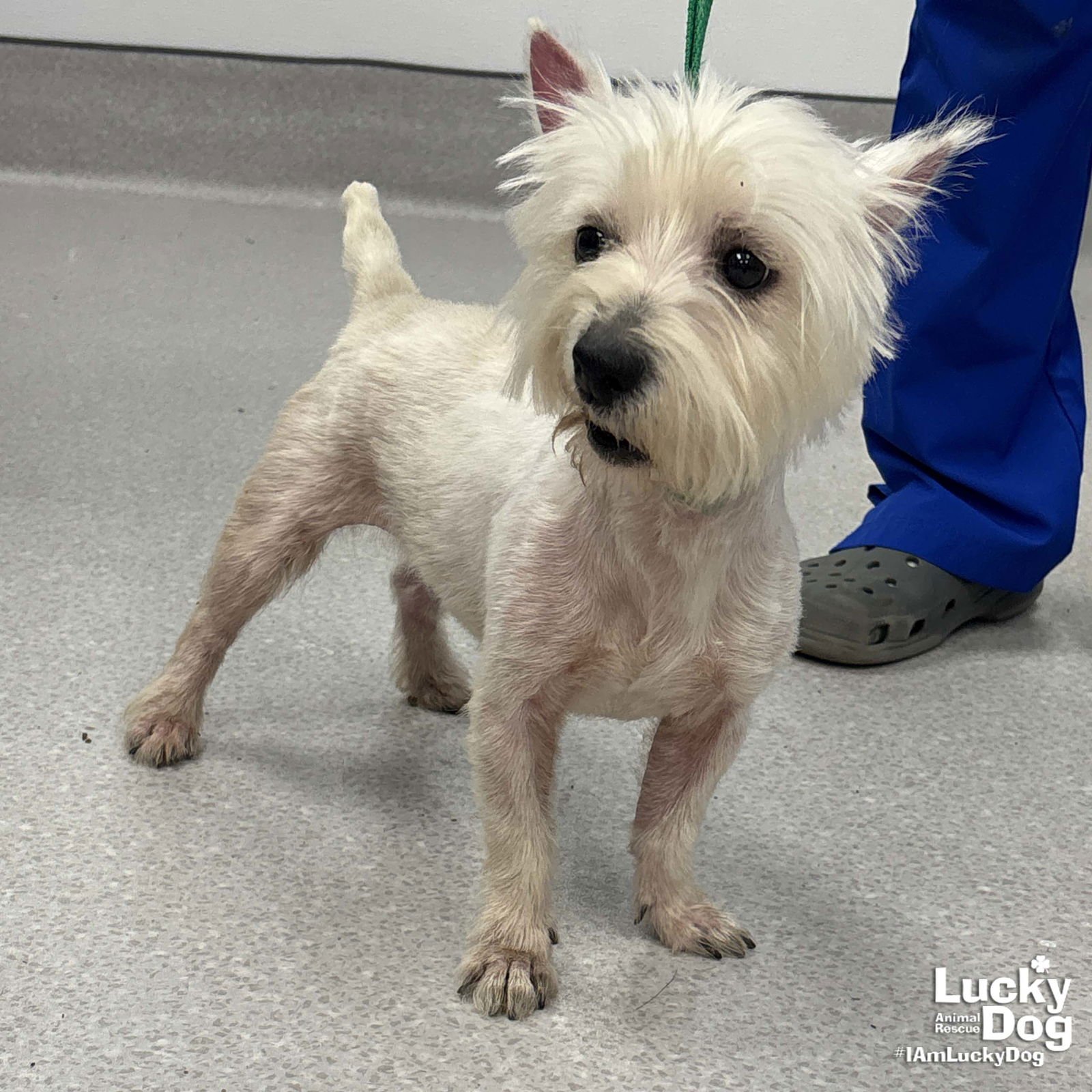 MARLIE - West Highland White Terrier Westie available for adoption