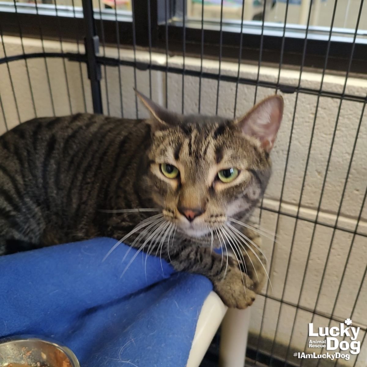 NICK OFFERMAN - Domestic Short Hair available for adoption