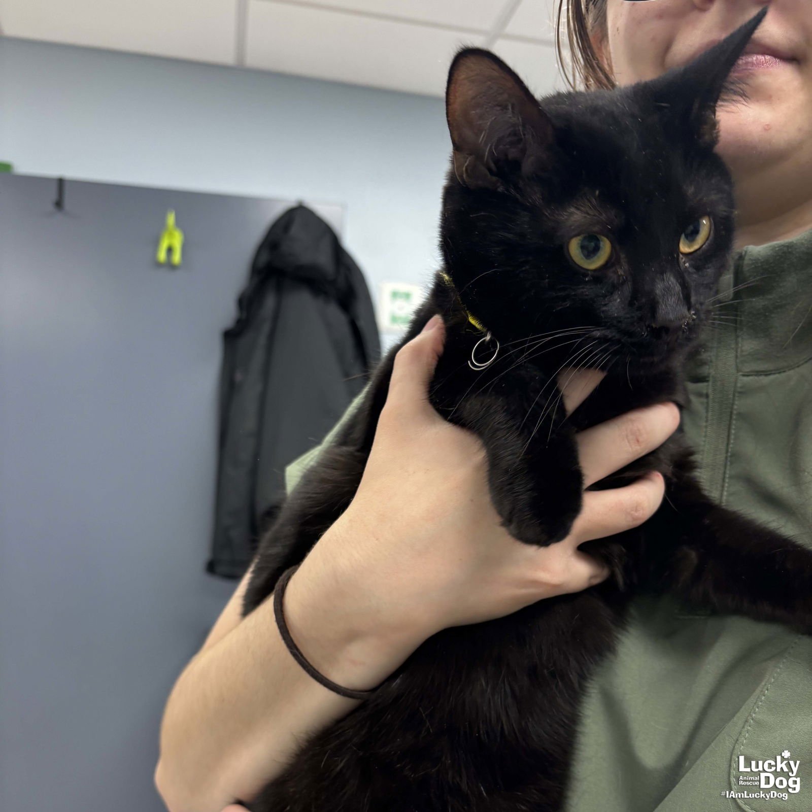 RUDY - Domestic Short Hair available for adoption