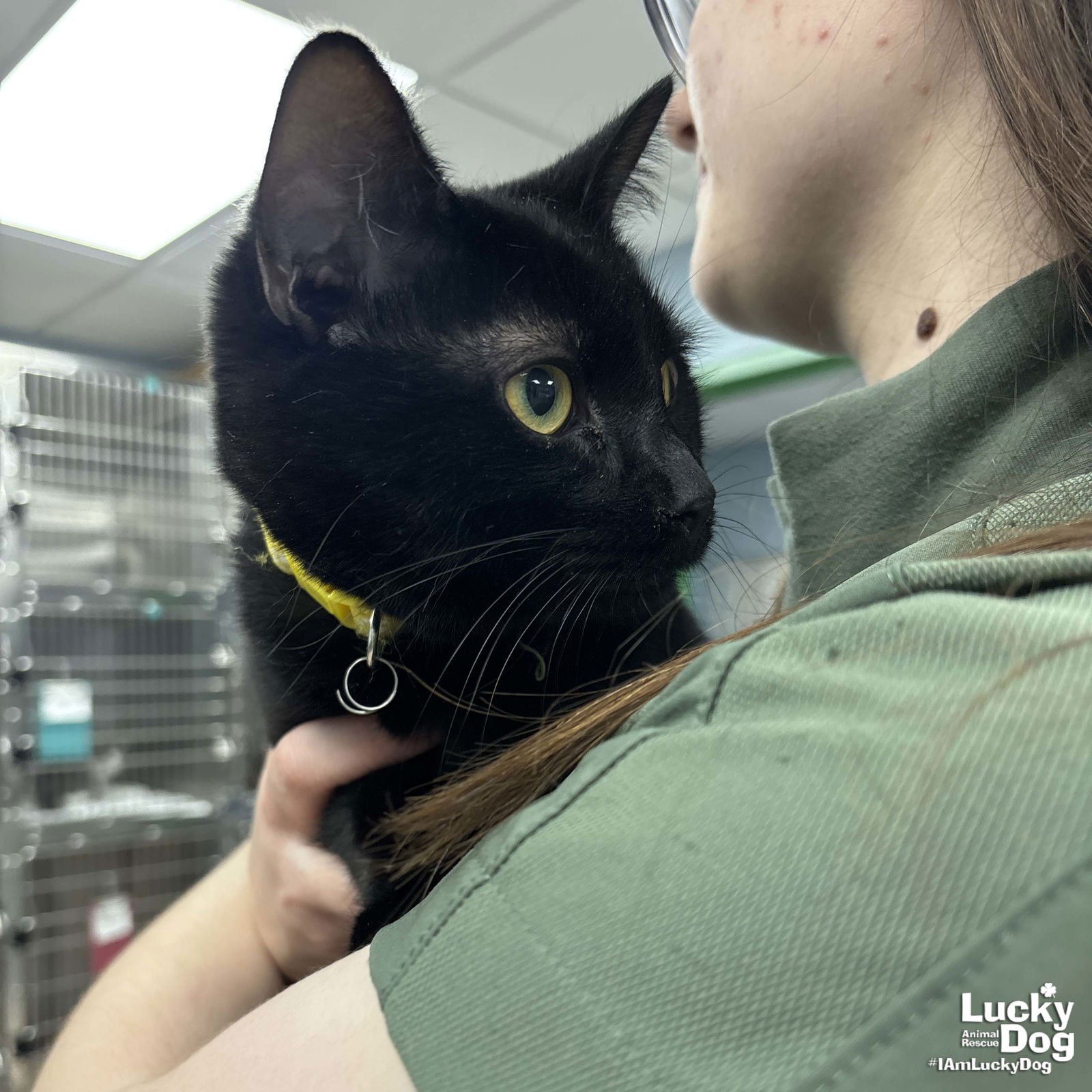 RUDY - Domestic Short Hair available for adoption