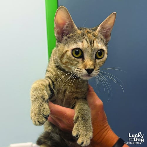 RYLAN - Domestic Short Hair available for adoption