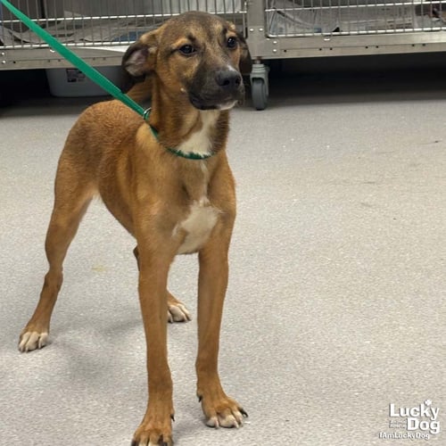 QUINCY - Hound / Labrador Retriever available for adoption