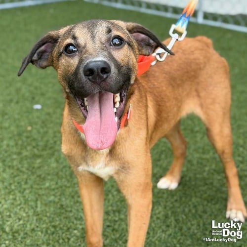 QUINCY - Hound / Labrador Retriever available for adoption