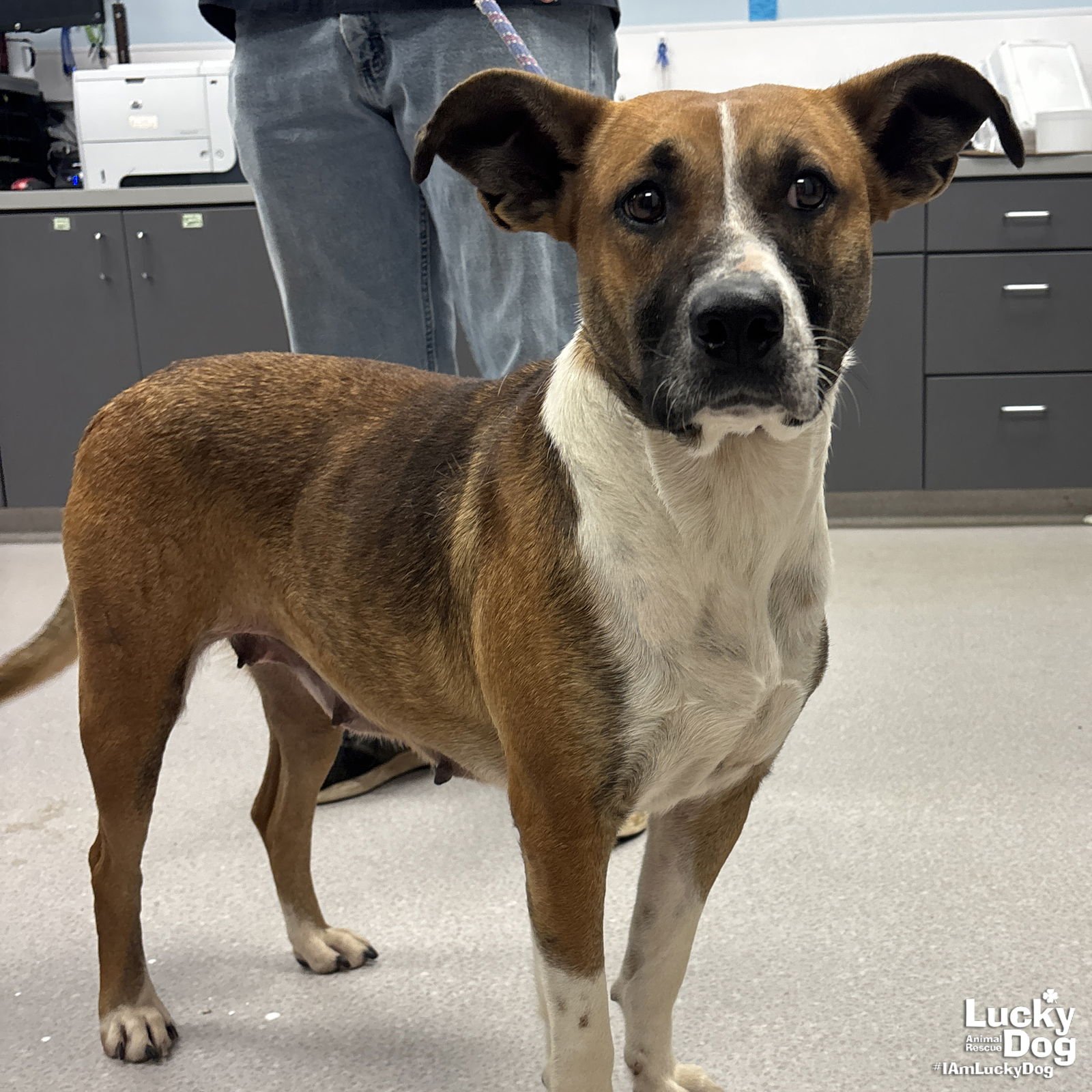 EVERLY - Shepherd available for adoption