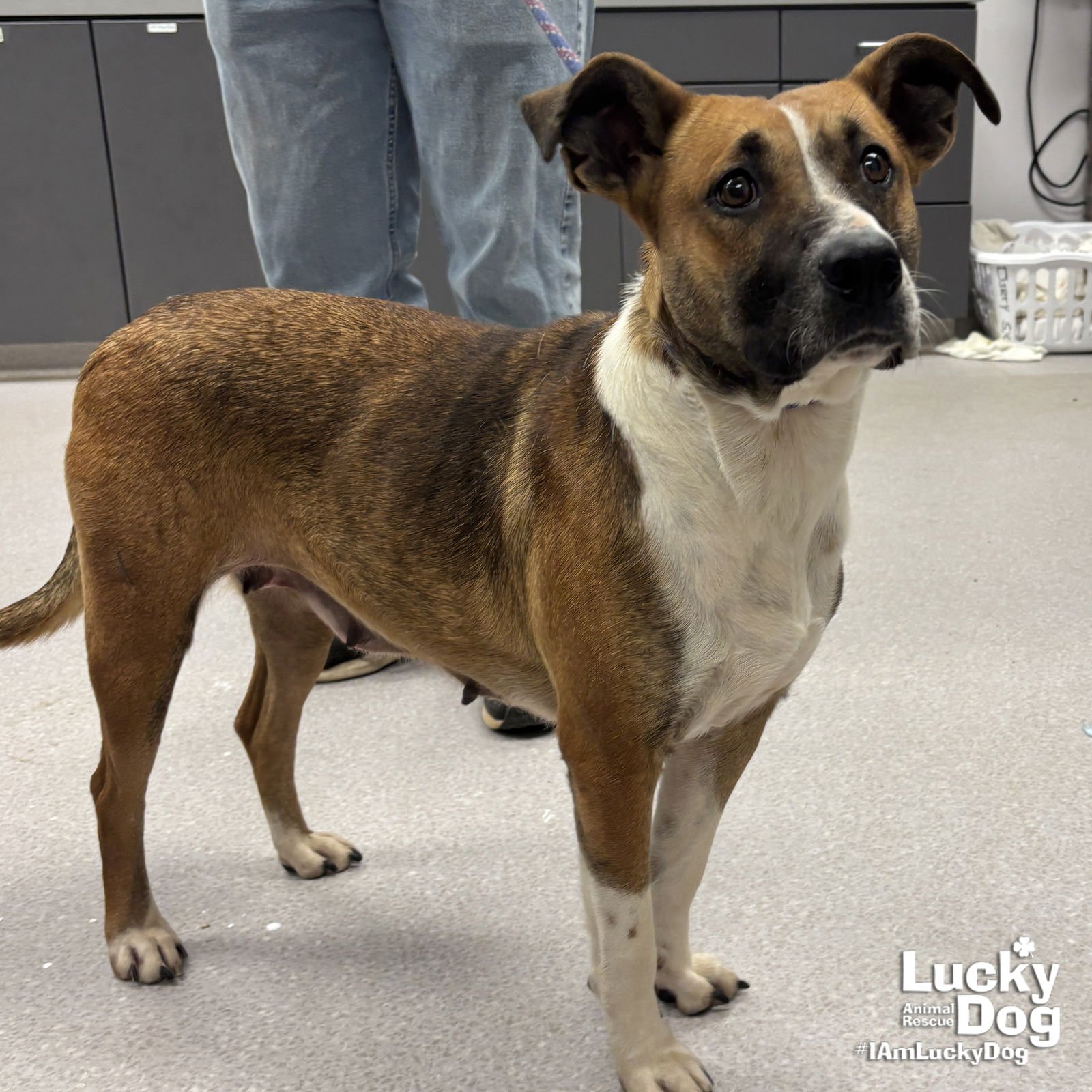 EVERLY - Shepherd available for adoption