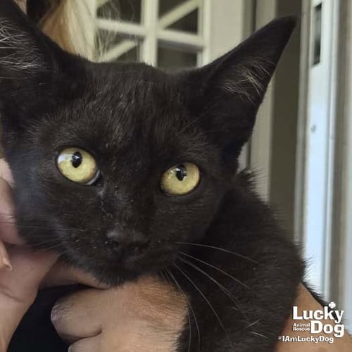 SUNNY CAT - Domestic Short Hair available for adoption