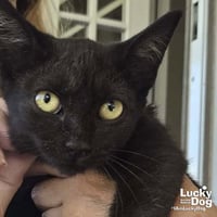 Sunny Cat - Photo 3