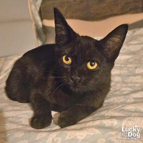 SUNNY CAT - Domestic Short Hair available for adoption