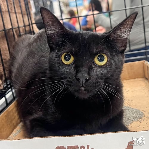 SUNNY CAT - Domestic Short Hair available for adoption