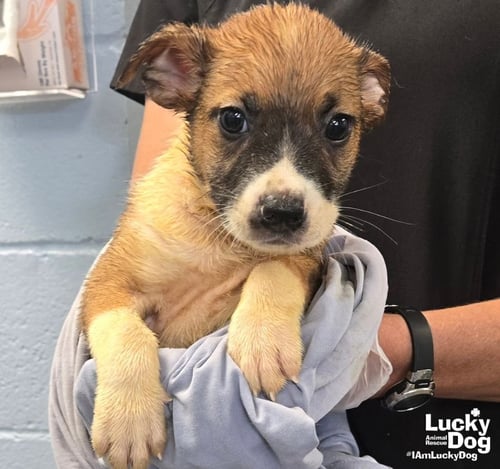 CORN - Shepherd / Terrier available for adoption