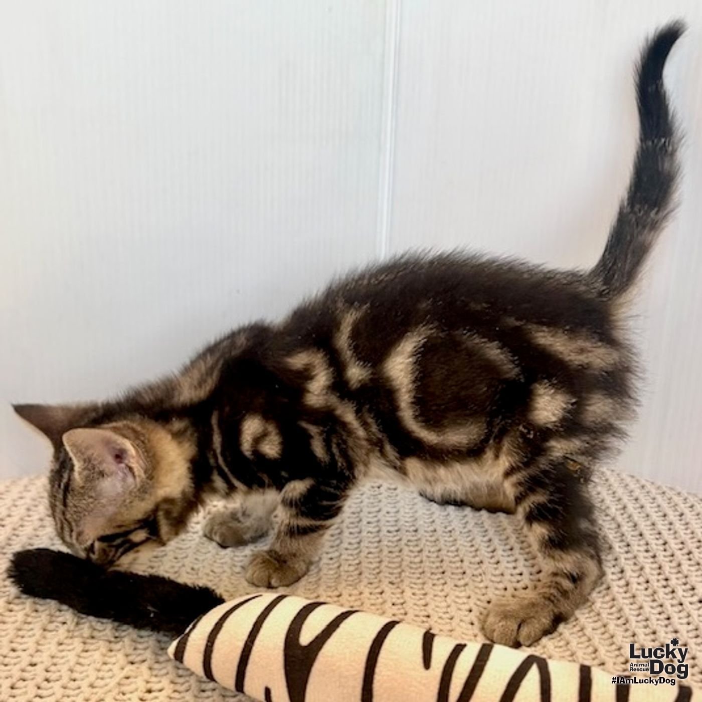 HARDY - Domestic Short Hair available for adoption