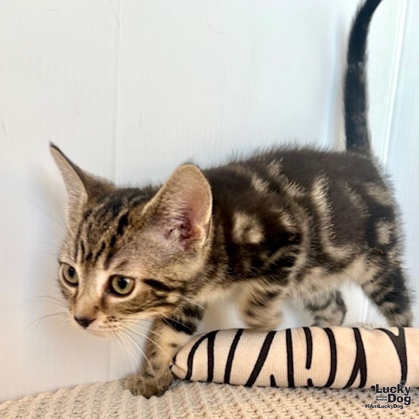 HARDY - Domestic Short Hair available for adoption