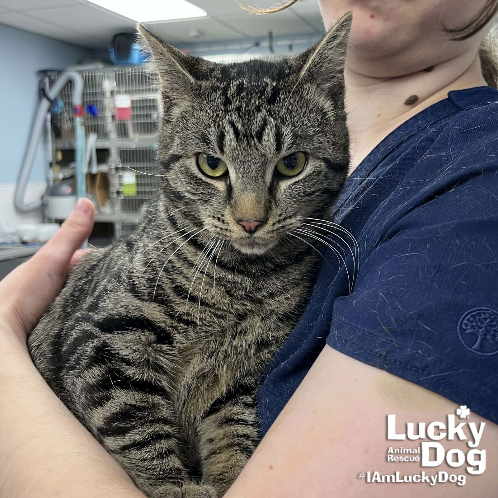 SCULLY - Domestic Short Hair available for adoption