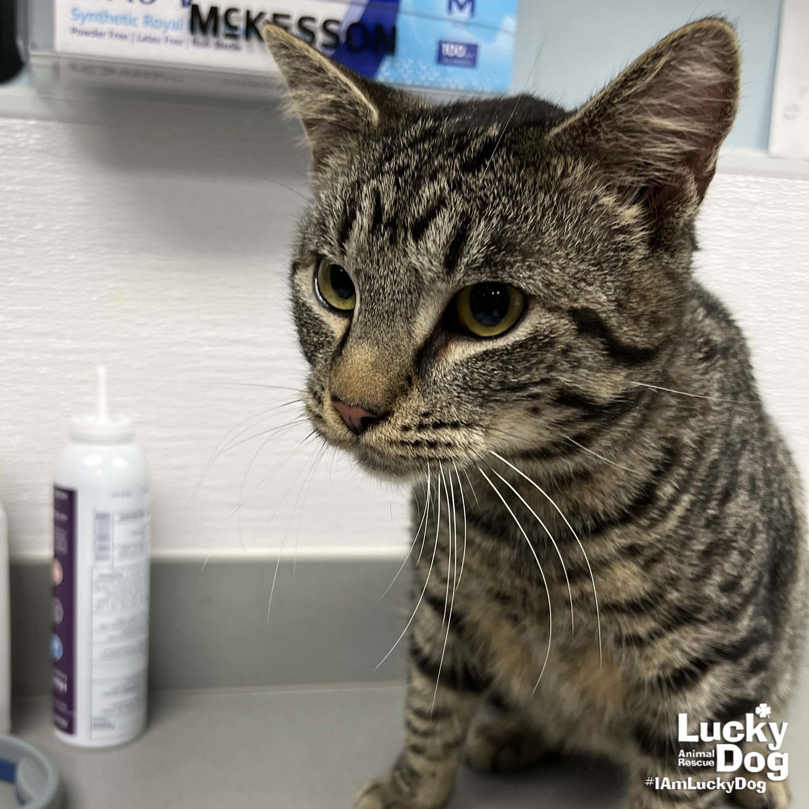 SCULLY - Domestic Short Hair available for adoption