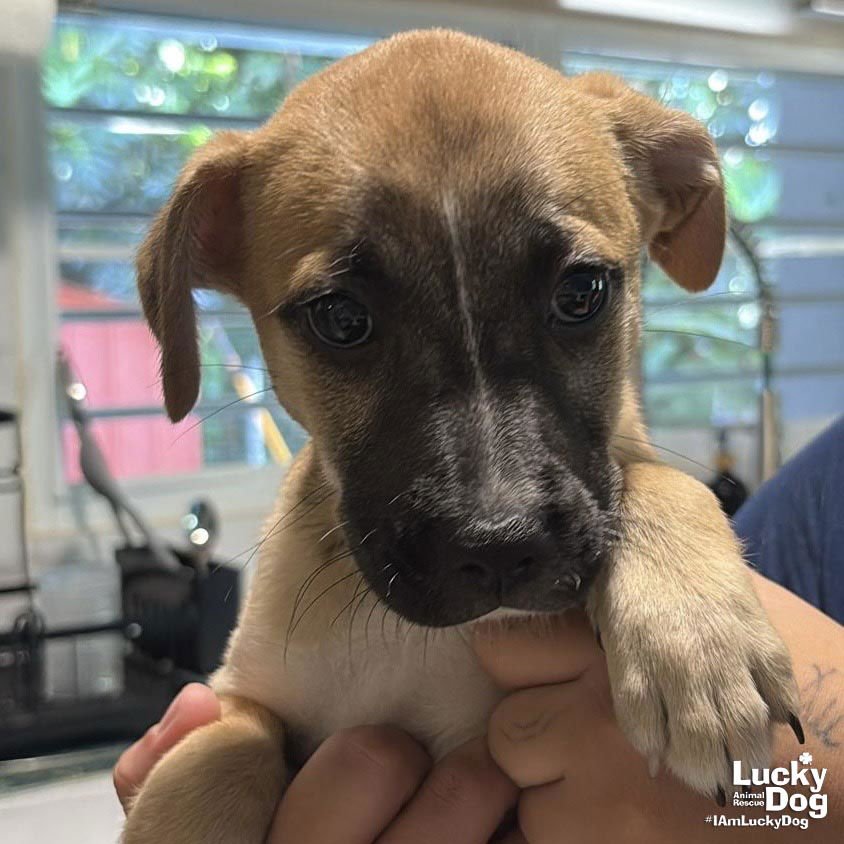 CARA - Labrador Retriever / Shepherd available for adoption