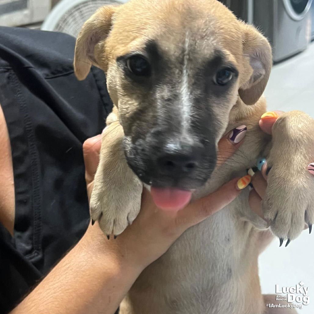 CARA - Labrador Retriever / Shepherd available for adoption